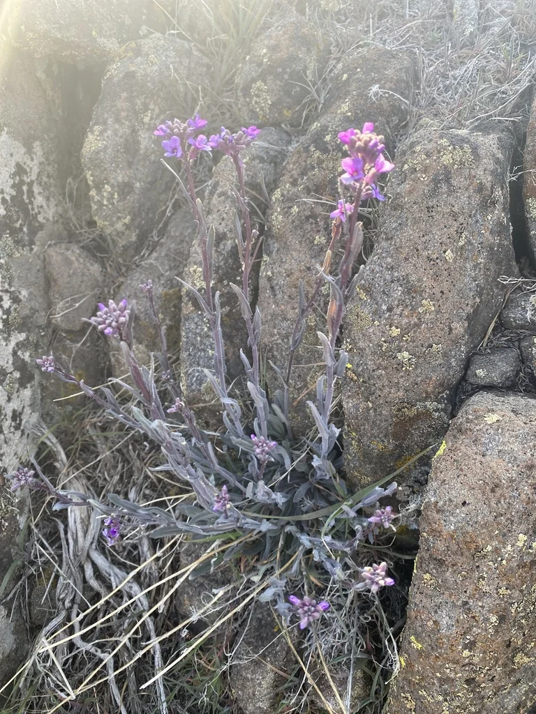 Boechera Sparsiflora