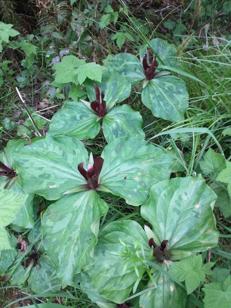 Trillium Kurabayashii