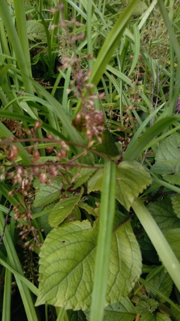 Plectranthus ciliatus