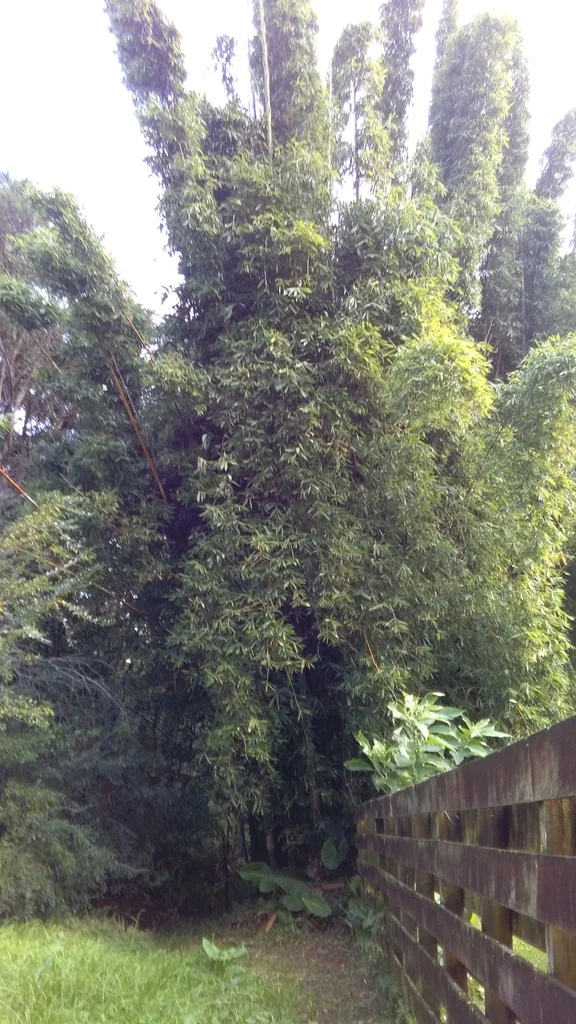 Bambusa Oldhamii