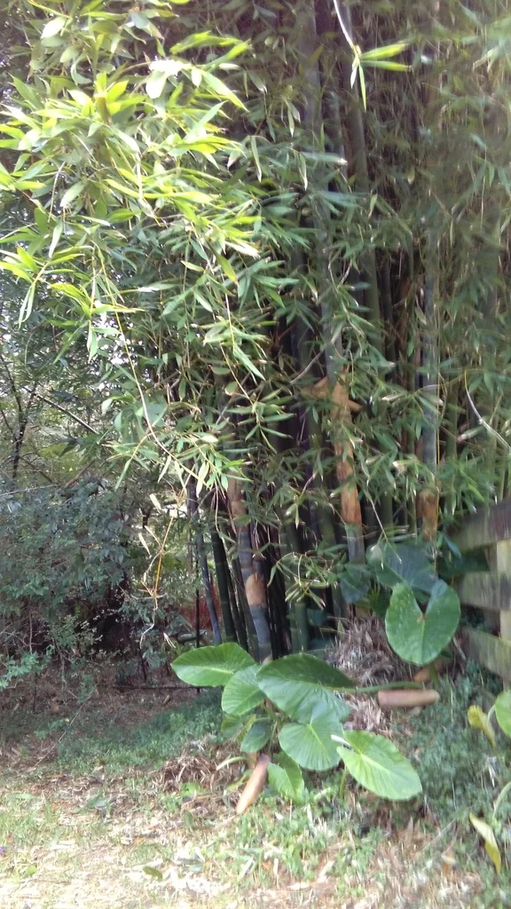 Bambusa Oldhamii