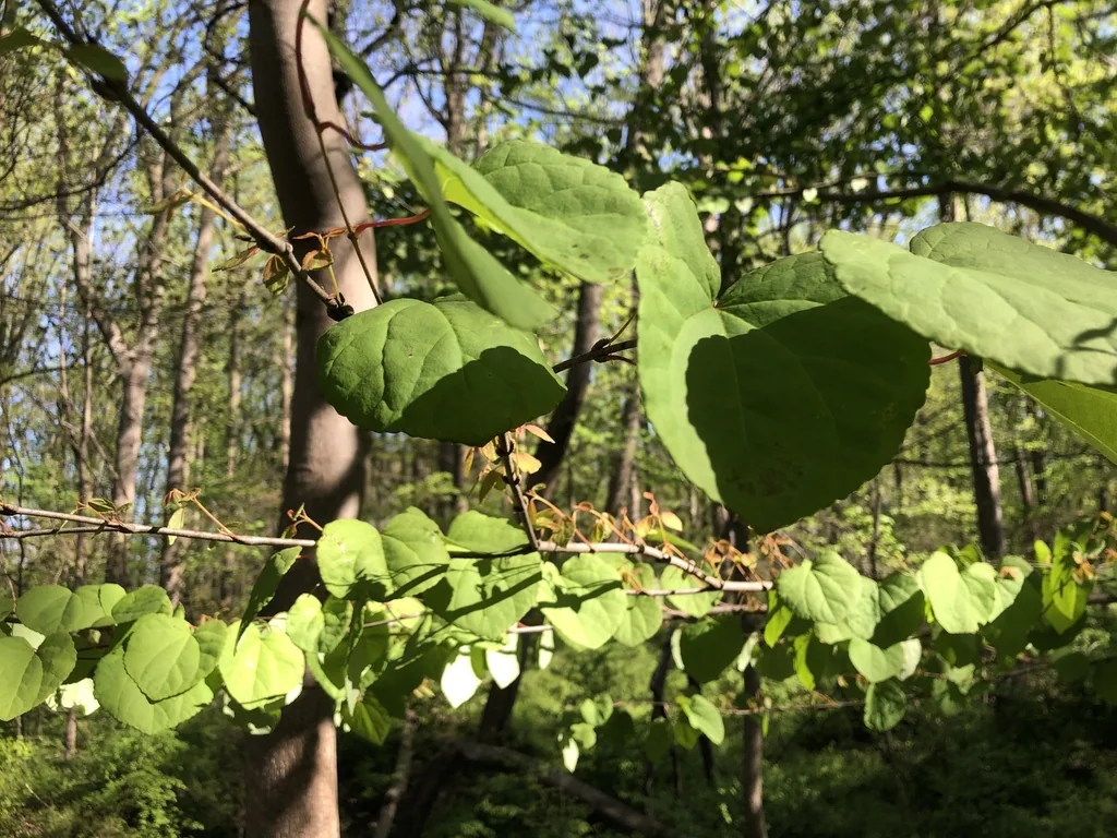 Cercidiphyllum Japonicum