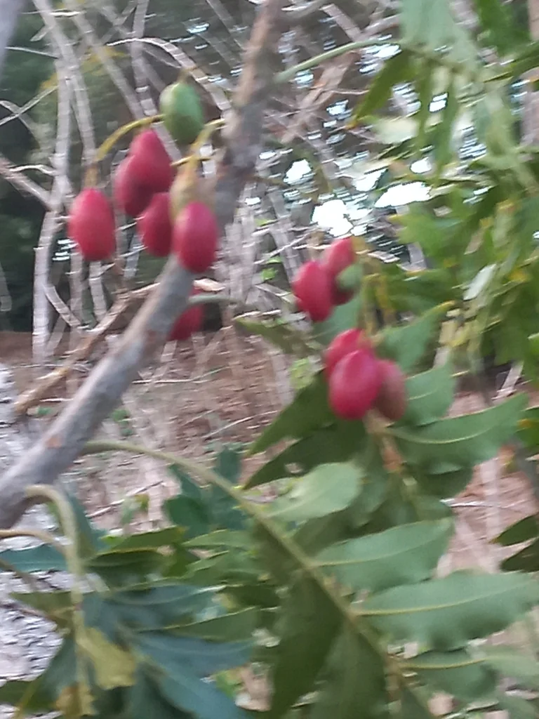 Harpephyllum Caffrum