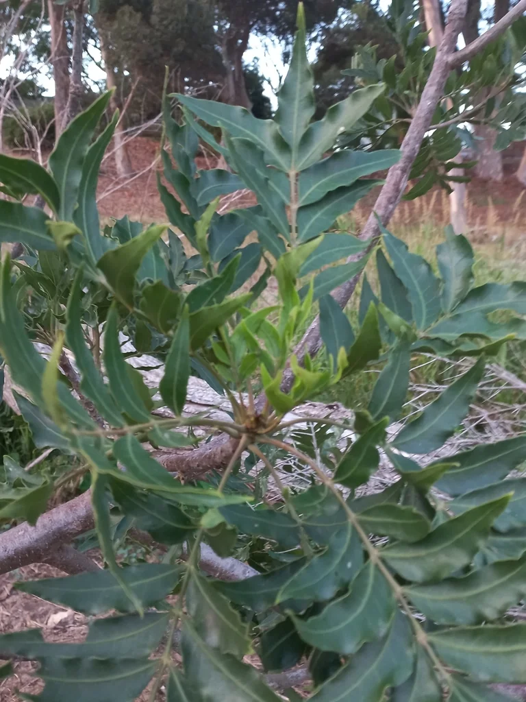 Harpephyllum Caffrum