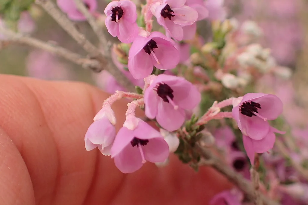 Erica Canaliculata