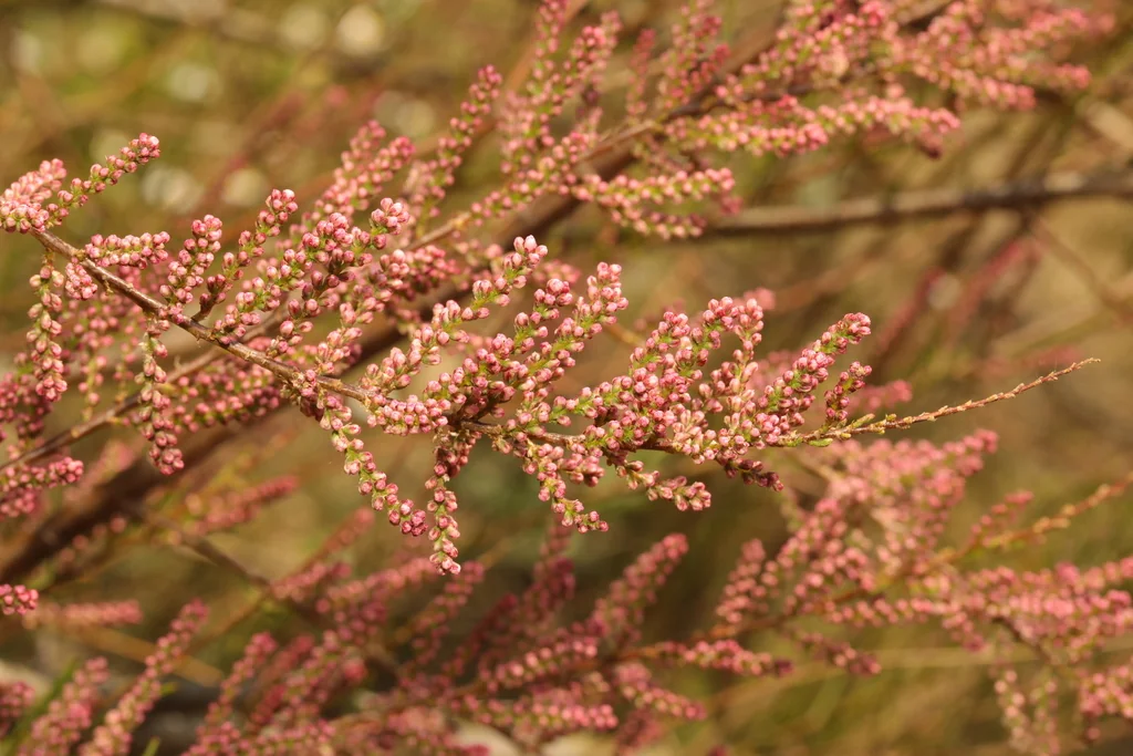 Tamarix Parviflora