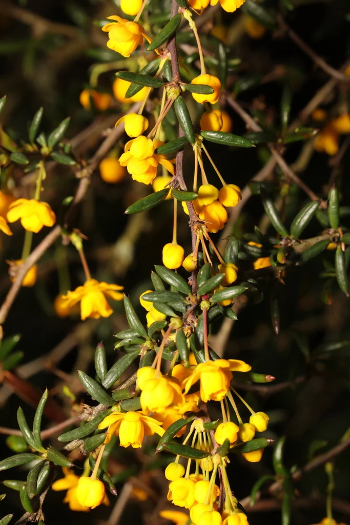 Berberis X Stenophylla