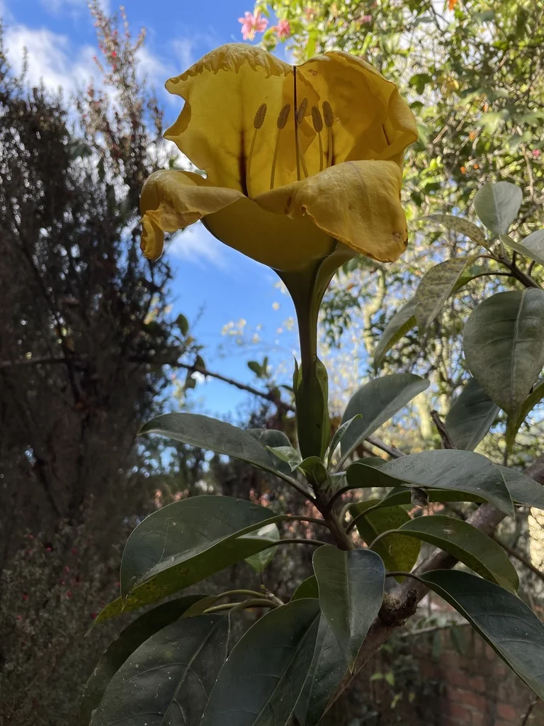 Solandra Maxima