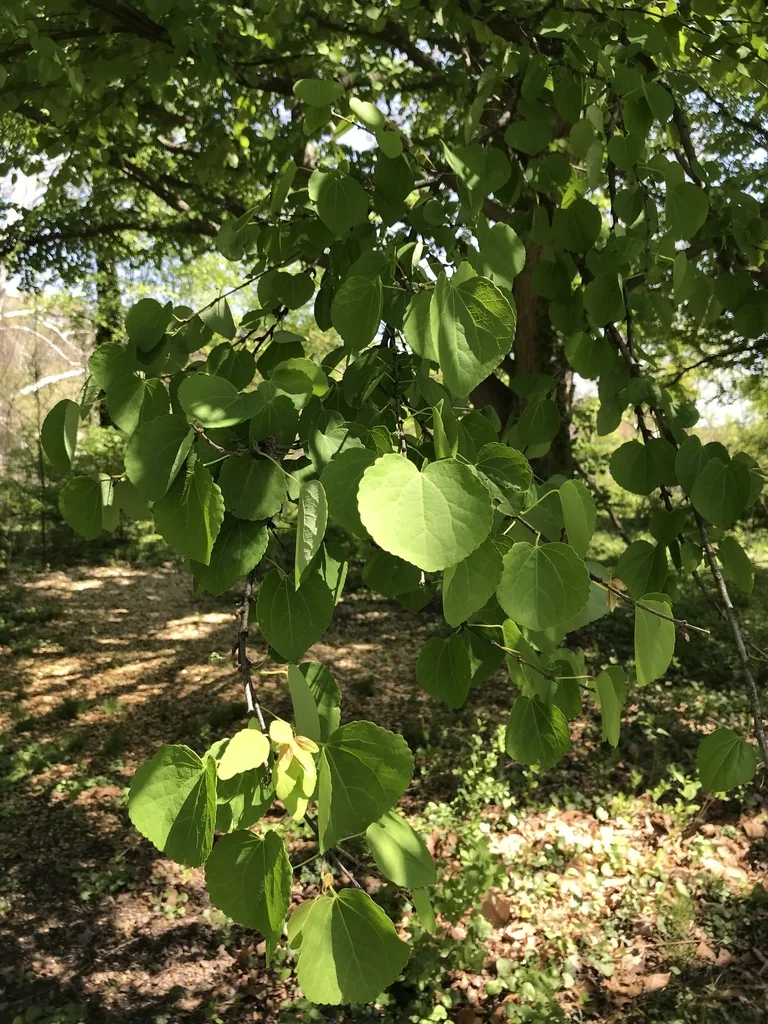 Cercidiphyllum Japonicum