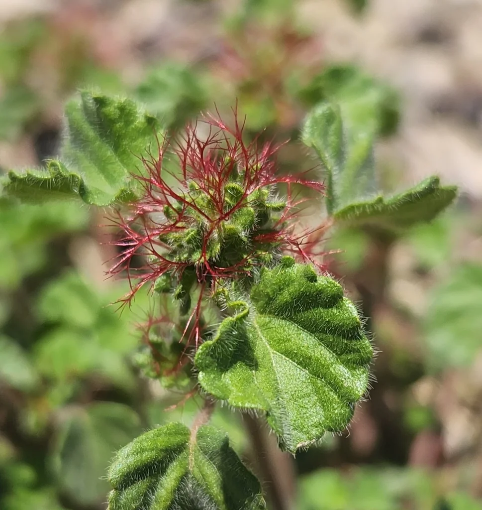 Acalypha Monostachya