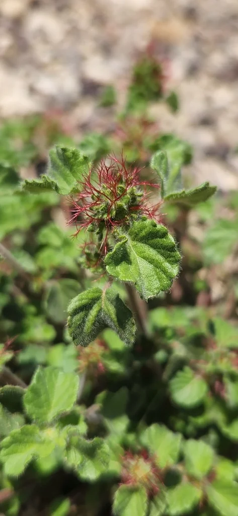 Acalypha Monostachya
