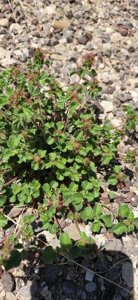 Acalypha Monostachya