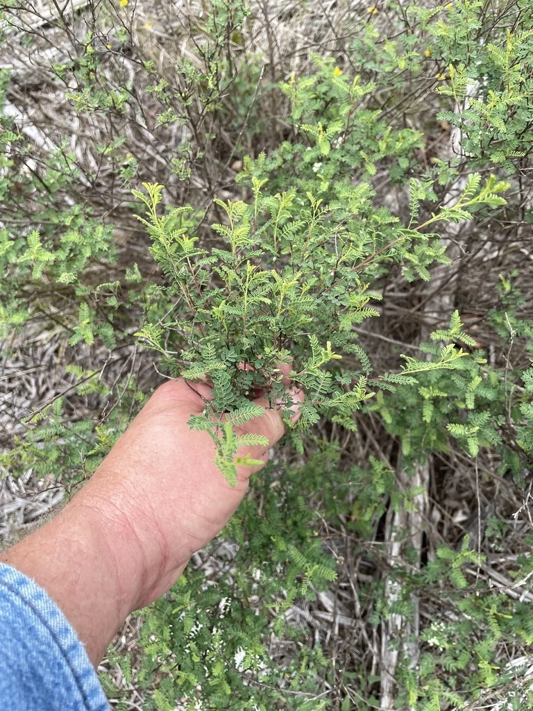 Dalea Frutescens