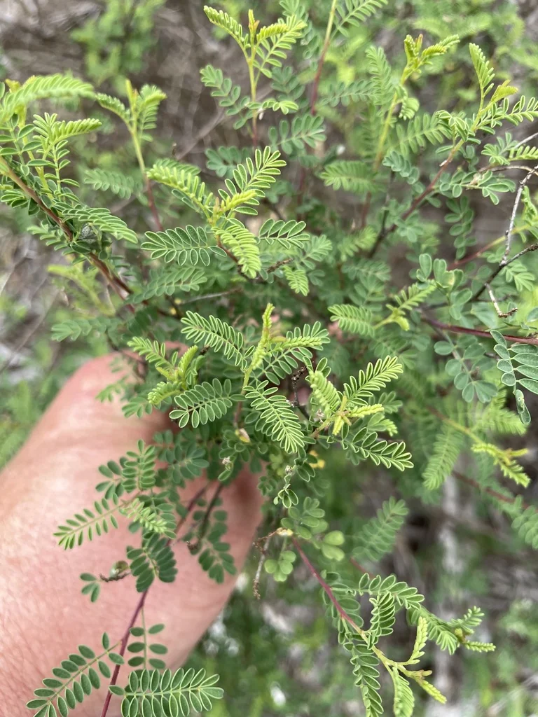 Dalea Frutescens