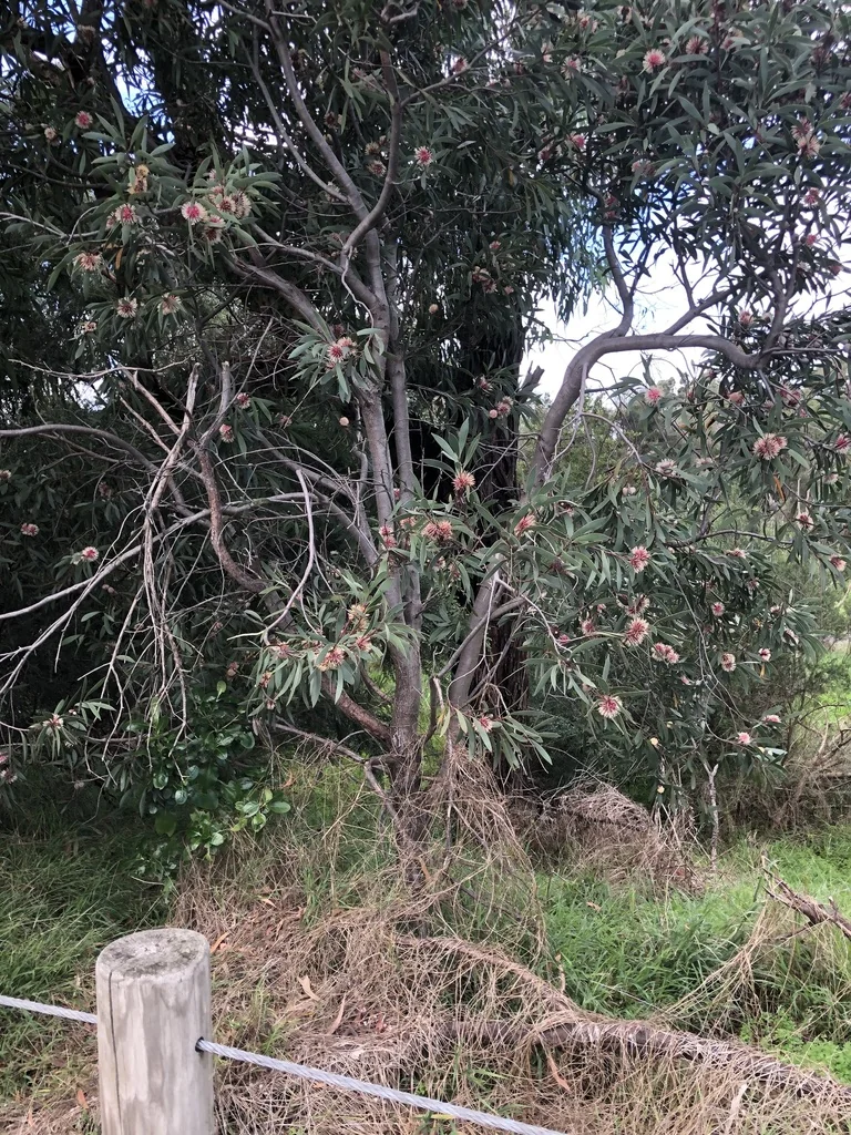 Hakea Laurina