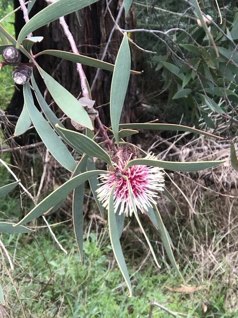 Hakea Laurina
