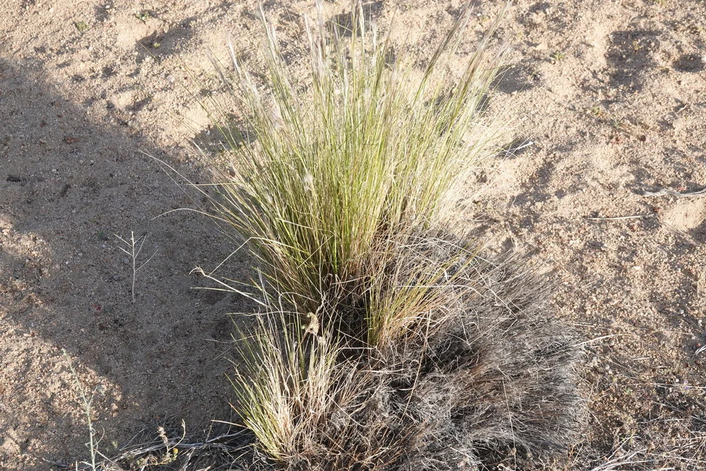 Stipa speciosa