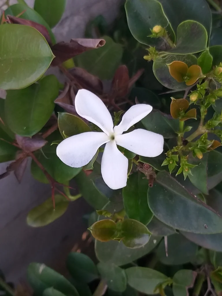 Carissa Macrocarpa