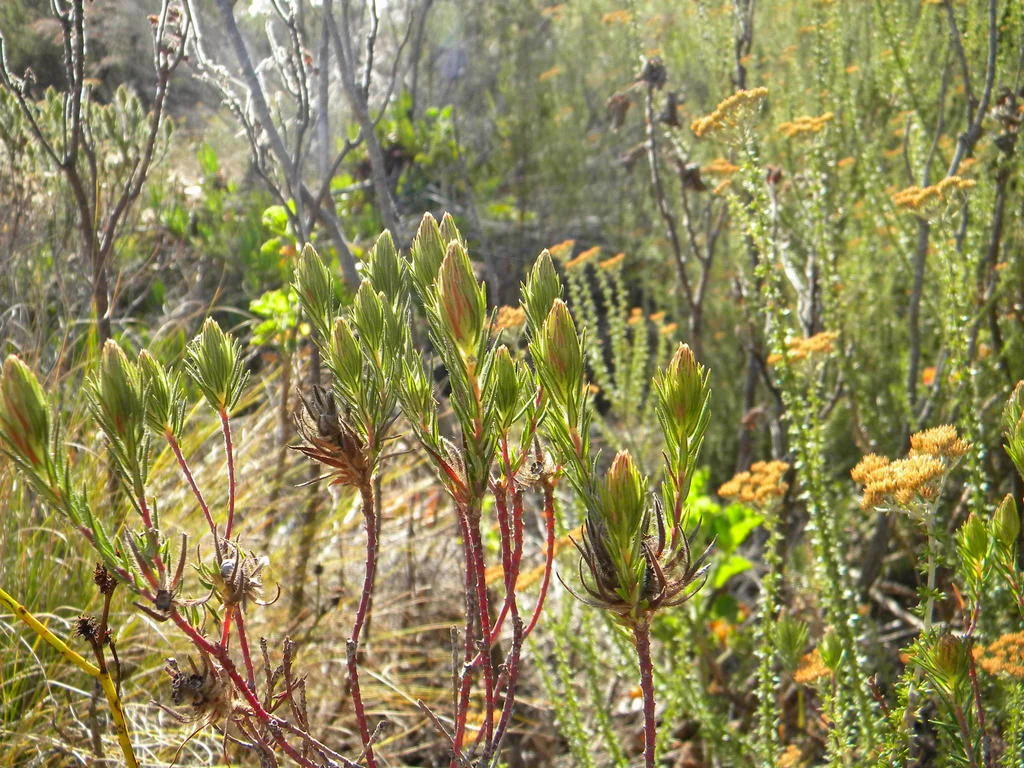 Phylica Pubescens