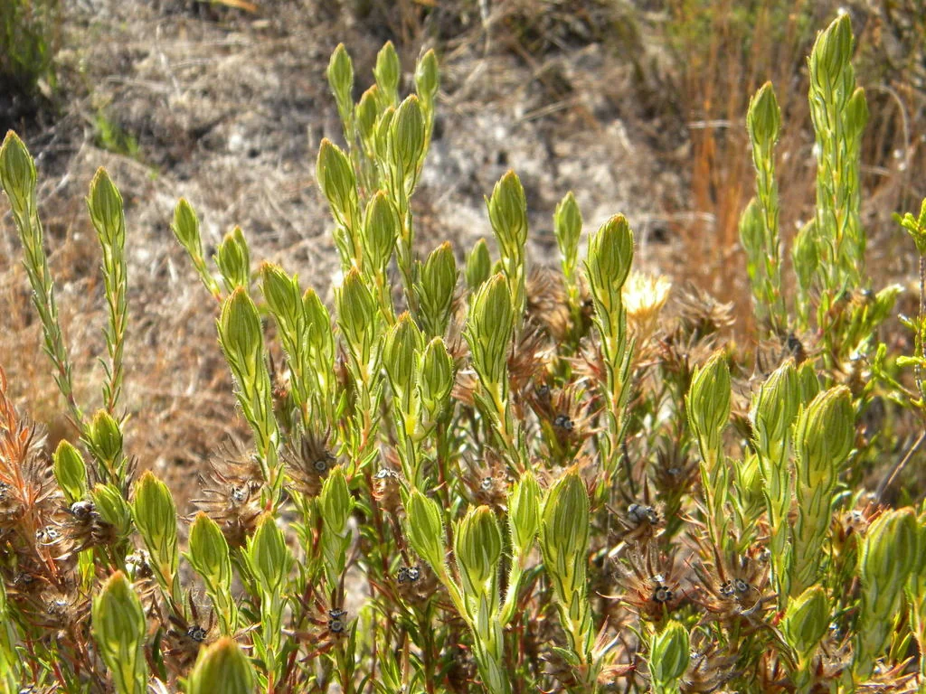 Phylica Pubescens