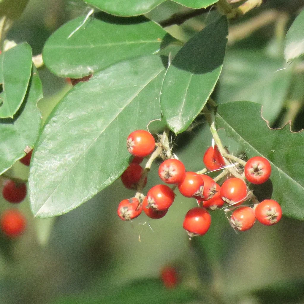 Cotoneaster Glaucophyllus