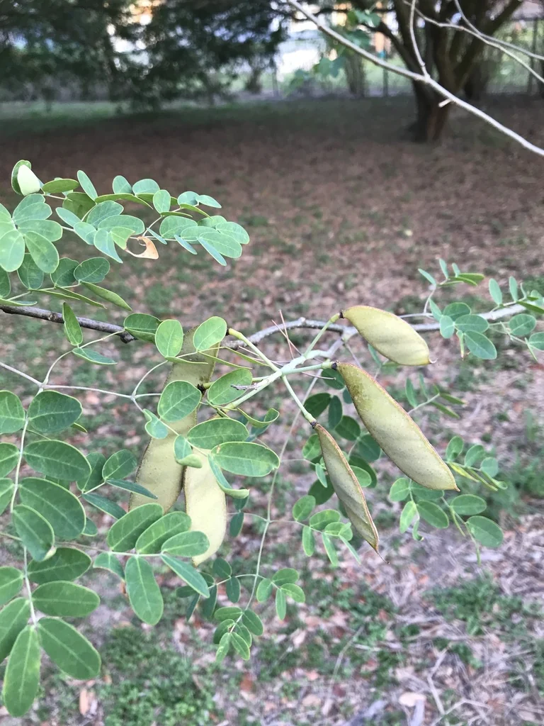 Caesalpinia Mexicana
