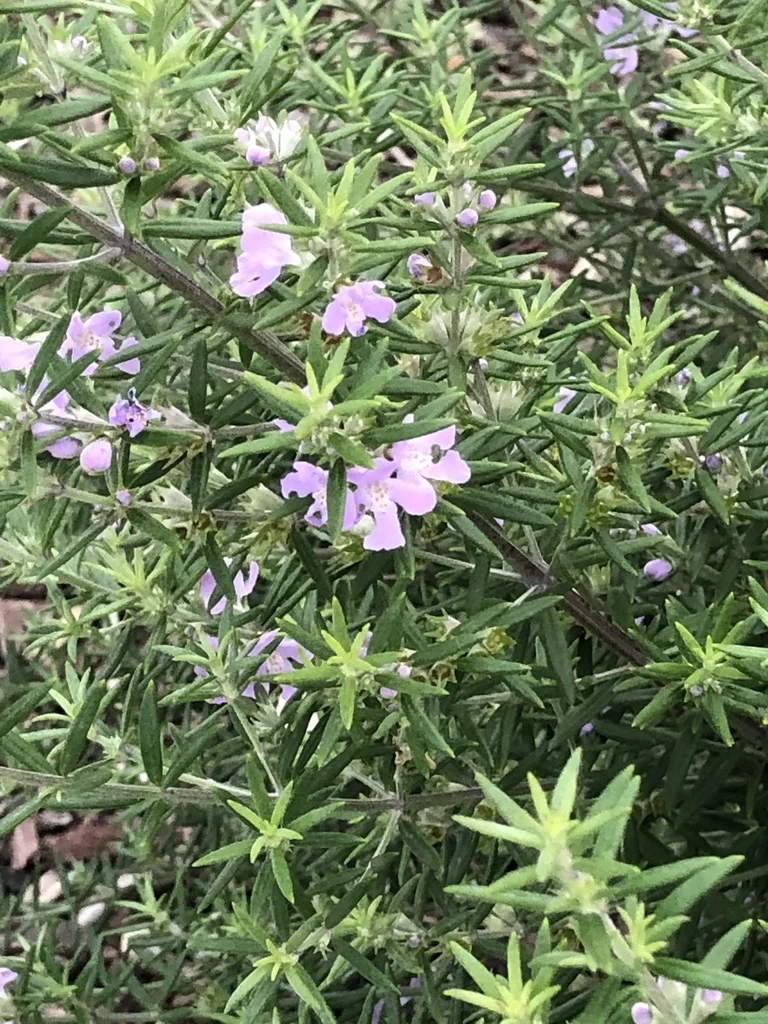 Westringia fruticosa