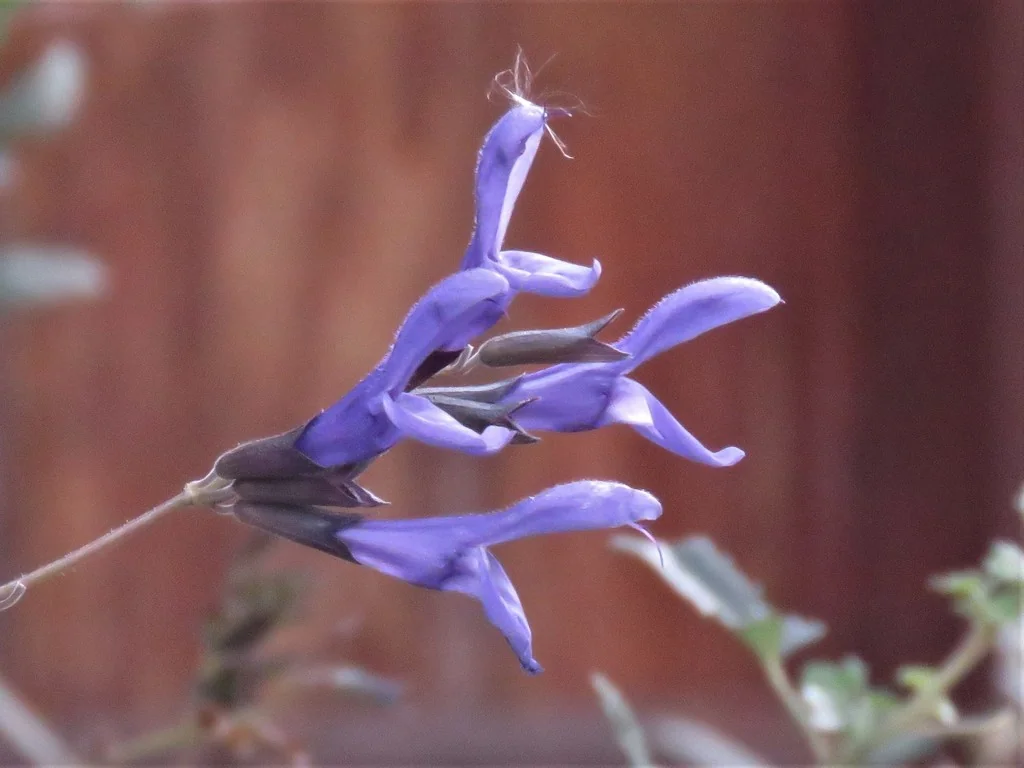 Salvia Guaranitica
