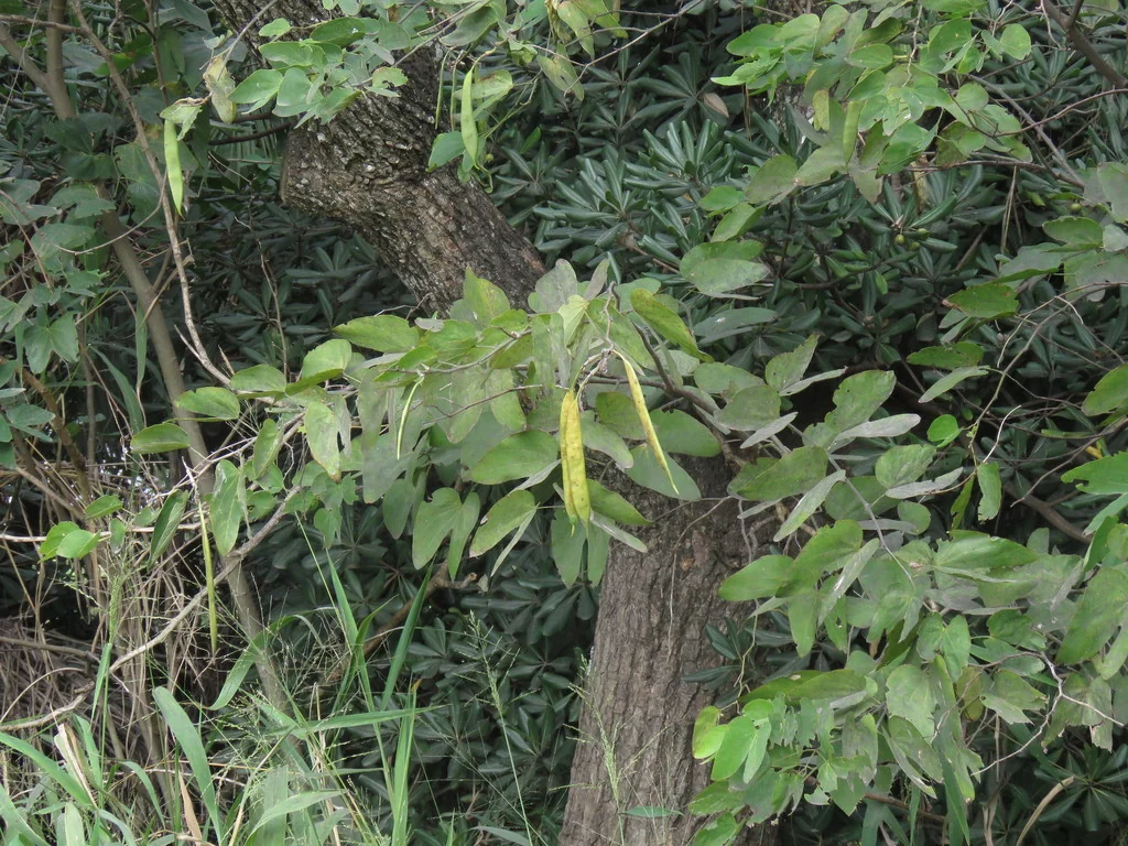 Bauhinia forficata