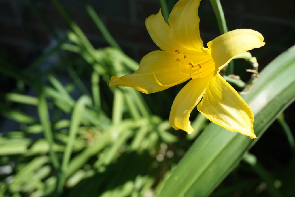 Hemerocallis Lilioasphodelus