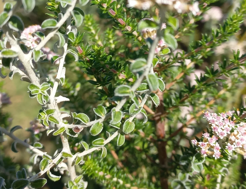 Plecostachys Serpyllifolia