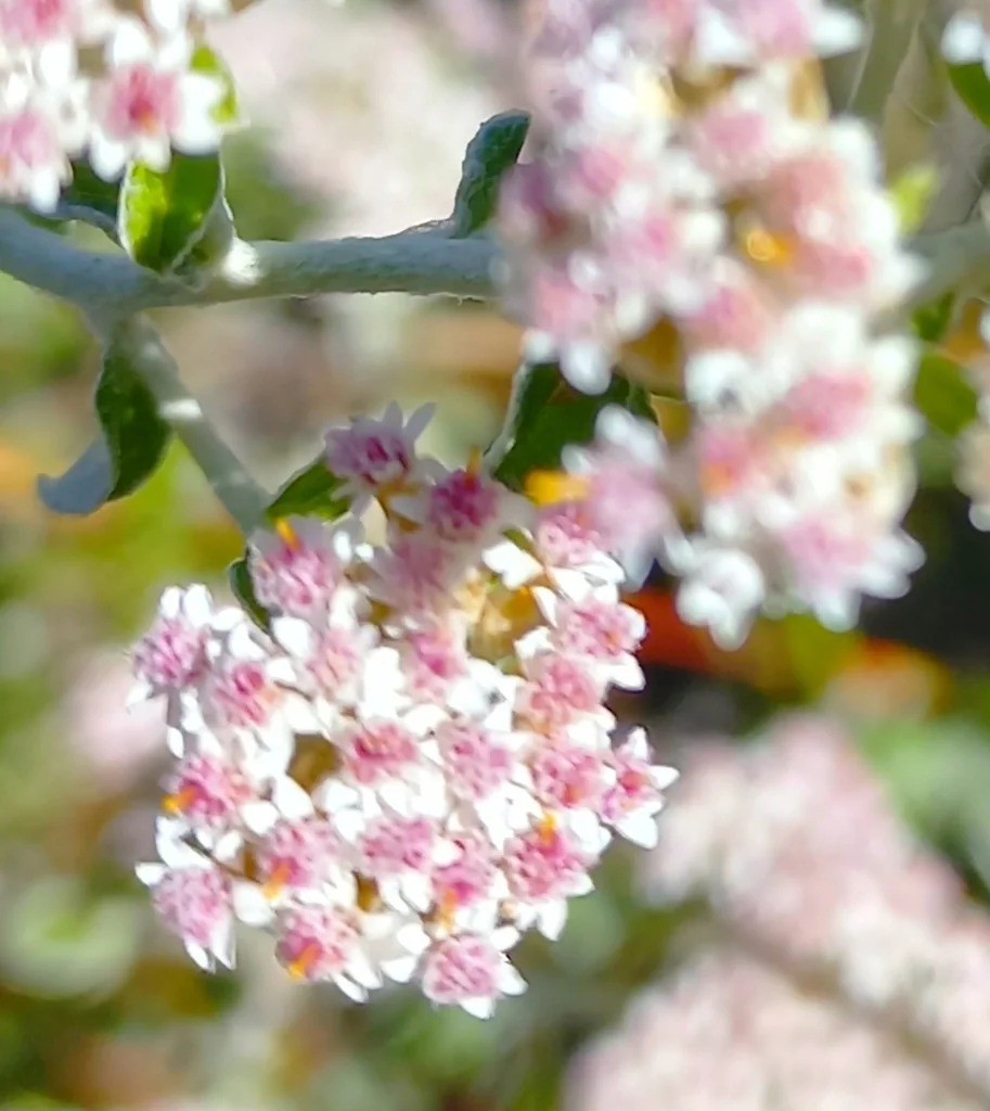 Plecostachys Serpyllifolia