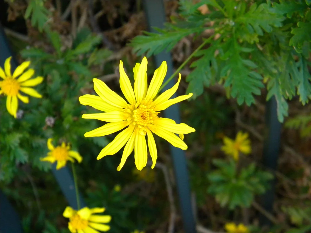 Euryops Chrysanthemoides