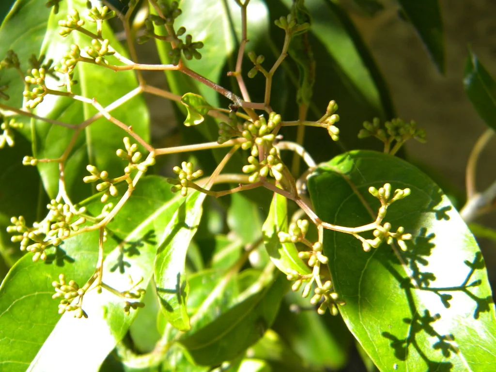 Nuxia Floribunda