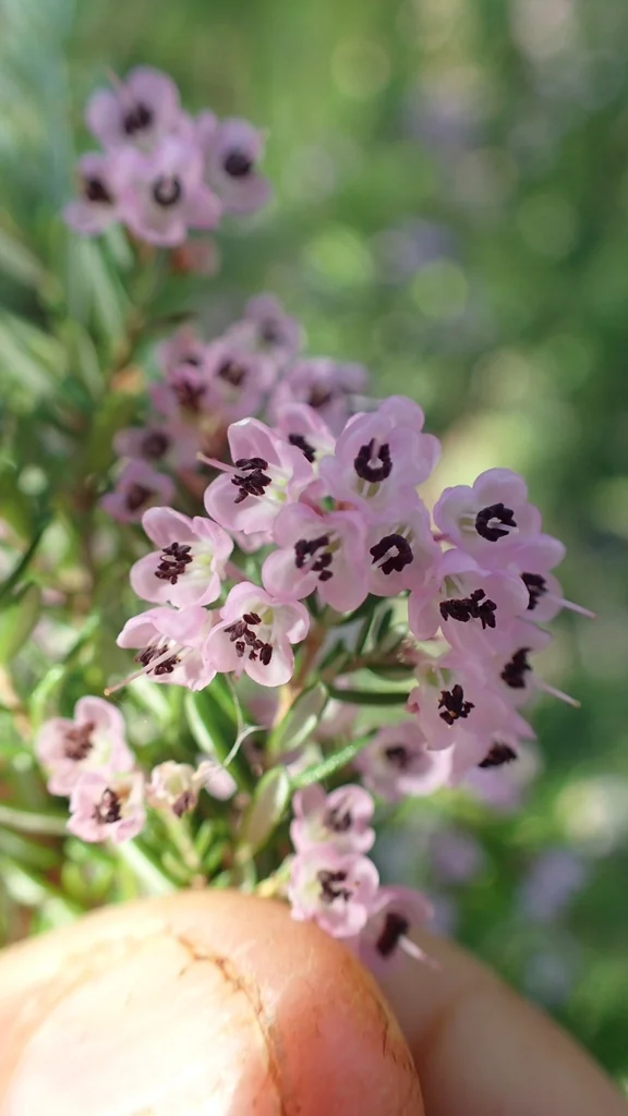 Erica Canaliculata