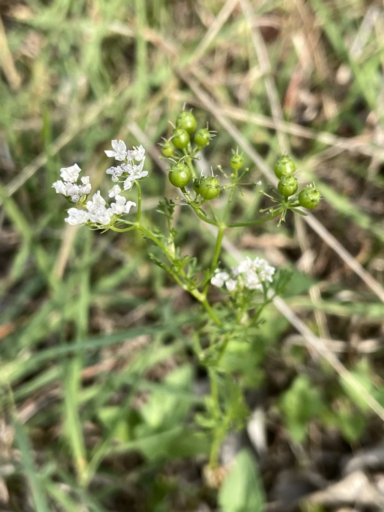 Coriandrum Sativum