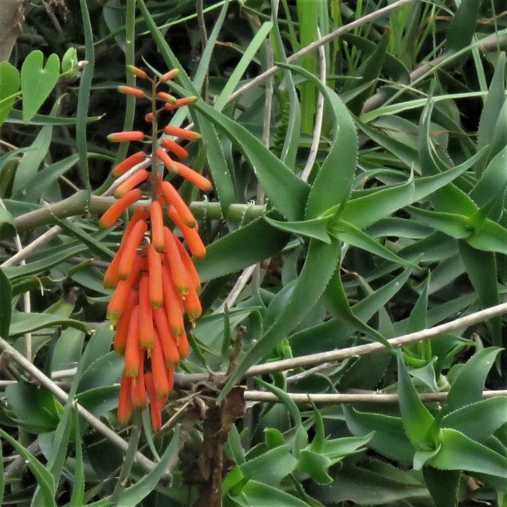 Aloe Ciliaris
