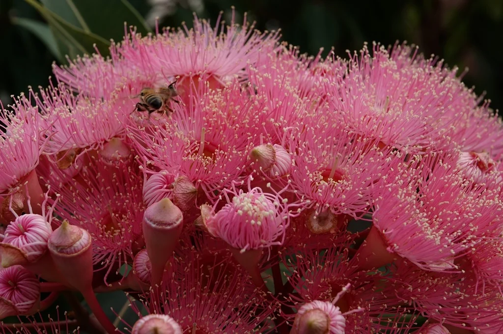 Corymbia Ficifolia