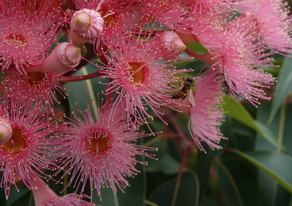 Corymbia Ficifolia
