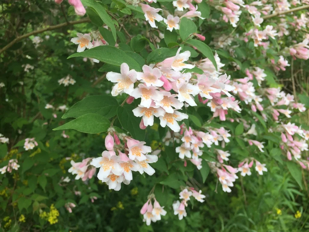 Kolkwitzia Amabilis