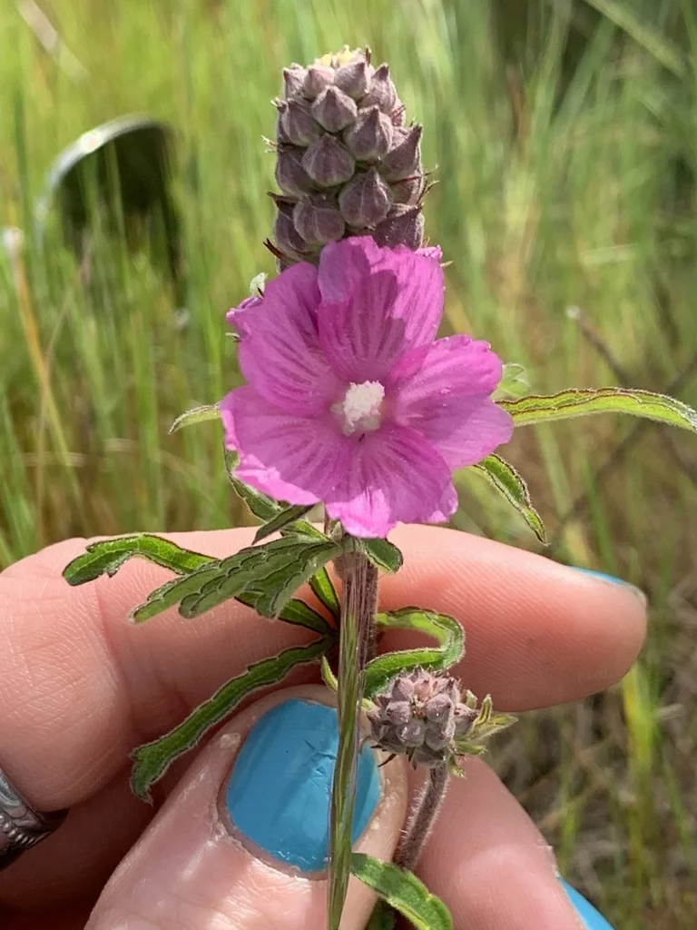Sidalcea Campestris