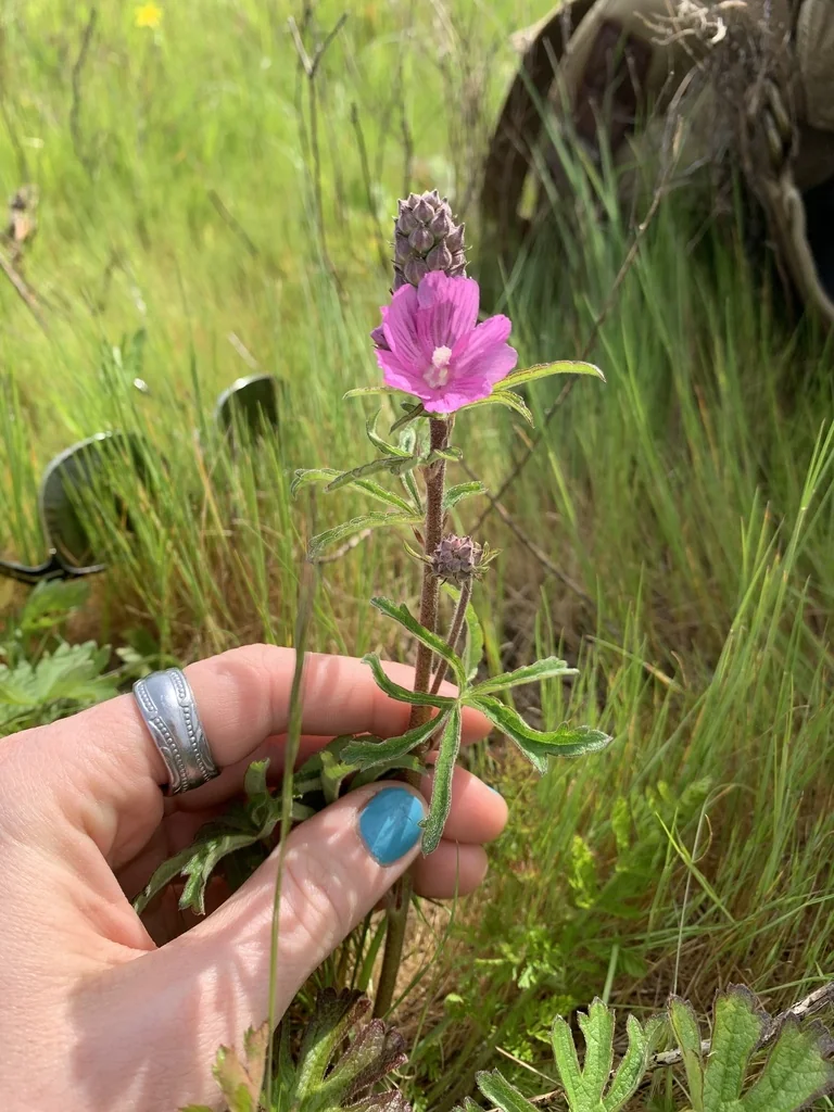 Sidalcea Campestris