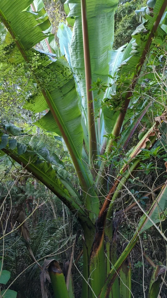 Ensete Ventricosum