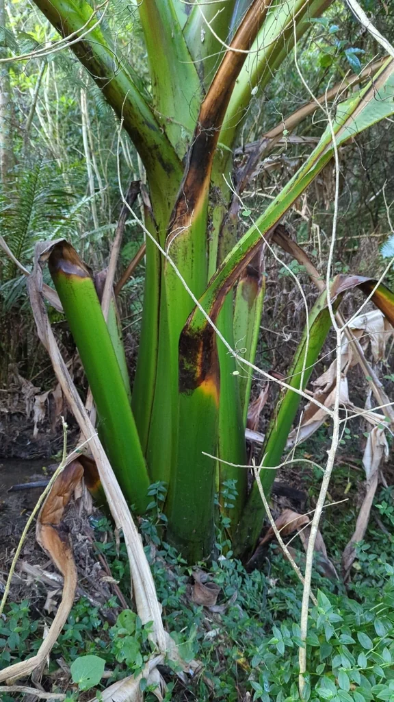 Ensete Ventricosum