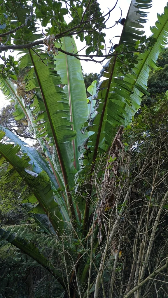 Ensete Ventricosum