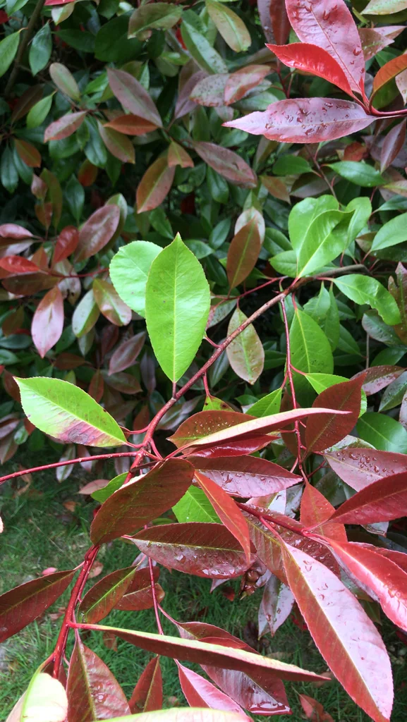 Photinia X Fraseri