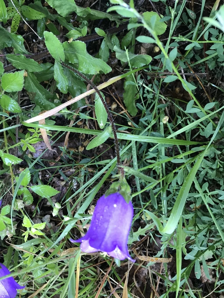 Campanula Medium