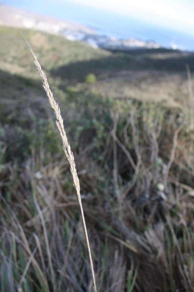 Calamagrostis Nutkaensis