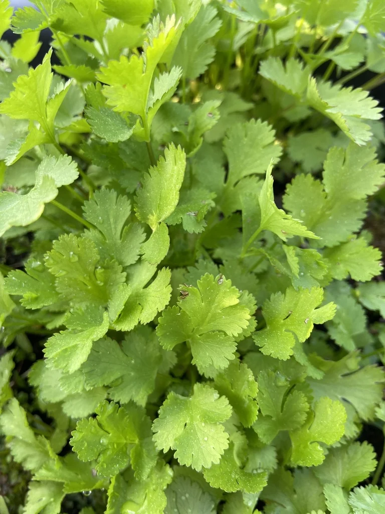 Coriandrum Sativum