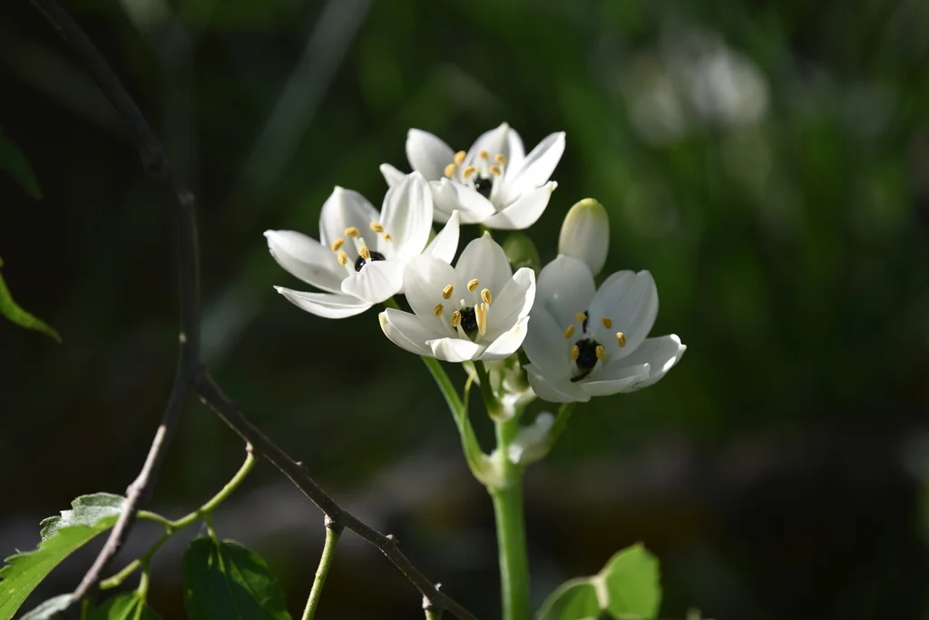 Ornithogalum arabicum